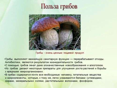 Польза грибов для организма человека
