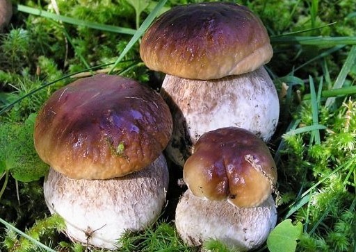 Польза грибов для организма человека